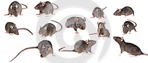 brown rat isolated on a white background