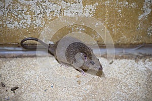 Brown rat in mortar Tubs