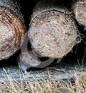 Brown rat mother running in the wood stack with its baby rat mouse photo