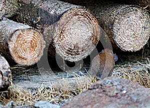 Brown rat mother running in the wood stack with its baby rat mouse photo