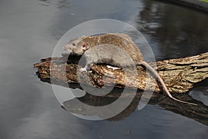 Brown rat, Rattus norvegicus