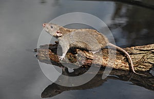 Brown rat, Rattus norvegicus