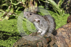 Brown rat, Rattus norvegicus