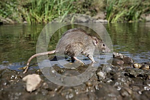 Brown rat, Rattus norvegicus