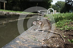 Brown rat, Rattus norvegicus