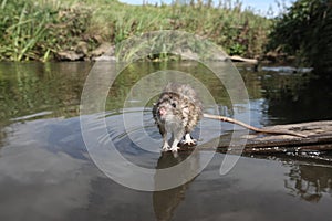 Brown rat, Rattus norvegicus