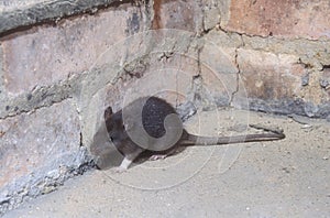 Brown rat, Rattus norvegicus