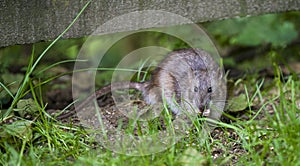 Brown Rat - Rattus norvegicus