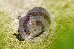 The brown rat (Rattus norvegicus), also known as the common rat