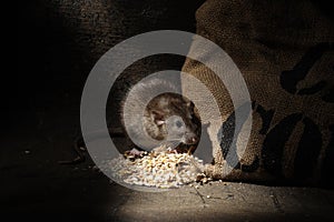 Brown rat, Rattus norvegicus