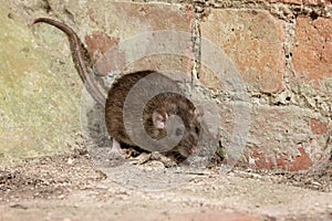 Brown rat, Rattus norvegicus