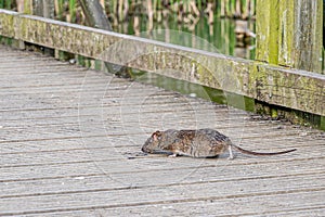 Brown rat, rattus norvegicus, eating discarded bird food