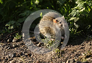 A Brown Rat, Rattus norvegicus, foraging for food on the bank at the edge of a lake in the UK.