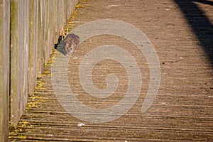 Brown rat, rattus norvegicus, on wooden decking