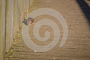 Brown rat, rattus norvegicus, on wooden decking