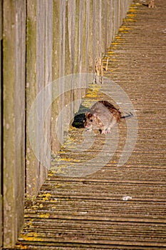 Brown rat, rattus norvegicus, on wooden decking