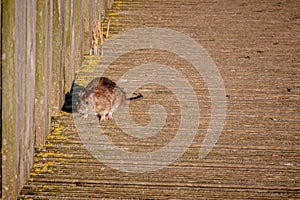 Brown rat, rattus norvegicus, on wooden decking