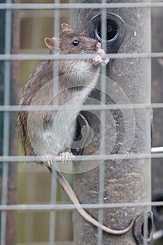 Brown Rat (Rattus novegicus)