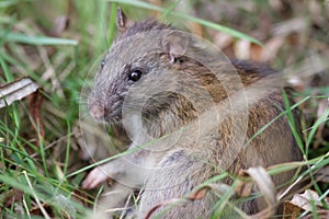 Brown Rat (Rattus novegicus)