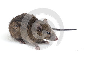 Brown Rat Rattus rattus isolated on white