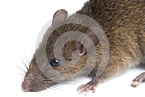 Brown Rat Rattus rattus isolated on white