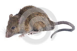 Brown Rat Rattus rattus isolated on white