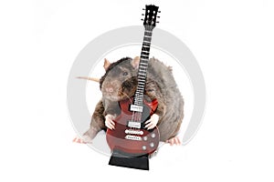 Brown rat with small red guitar