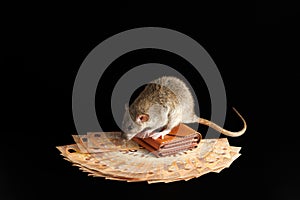 A brown rat stands on a wallet. Mouse and euro isolated on black background. Greedy rodent steals paper money