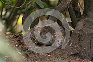 2 Brown rats scurry allong the forest floor photo