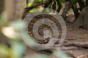 2 Brown rats scurry allong the forest floor photo