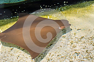Brown ray fish swimming freely in a aquarium