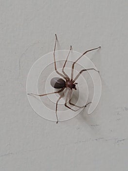 Brown recluse spider