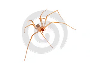 Brown recluse spider