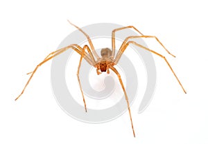 Brown recluse spider