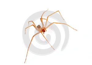 Brown recluse spider photo