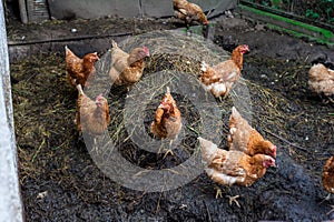 Brown and red chiken in the garden