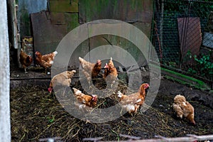 Brown and red chiken in the garden