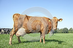 Brown red cow, big full udders, standing in pasture in the Netherlands