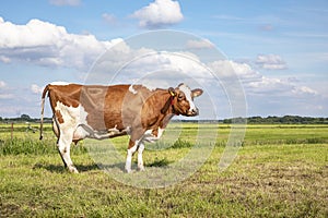 Brown red cow, large full udders, in a pasture in the Netherlands, blue sky and green grass