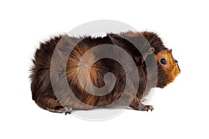 Brown-red guinea pig male Abyssinian color color chocolate-gold sits in a profile head to the right