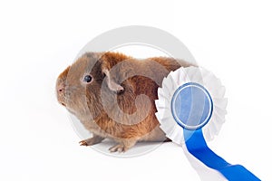 Brown with a red guinea pig Teddy breed with a reward in the foreground on a white background