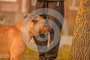 A brown red male dog mixed breed pitbull with drooping ears in warm sunlight. Dog walking, lost dog concept. Bright golden