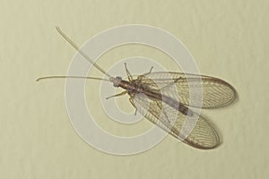 Brown-red neuroptera or lacewing macro on a plaster wall, selective focus