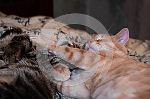 Brown and red tabby cats sleeping and hugging with paws on bed at home