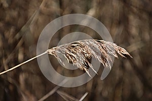 Brown reed along a pool during autumn in the recreation area named Park Hitland in Nieuwerkerk aan den IJssel in the Netherlands. photo