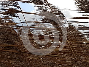 Brown reed on storm wind along the Hollandse IJssel in Moordrecht, the Netherlands