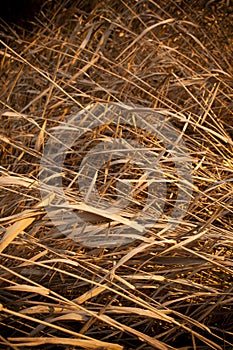 Brown Reeds photo