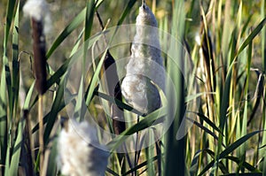 Brown reeds on the moor in the autumn of fluff