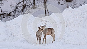 Brown Reindeer With Winter Landscape