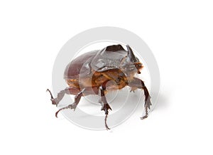 Rhinoceros beetle isolated on white background